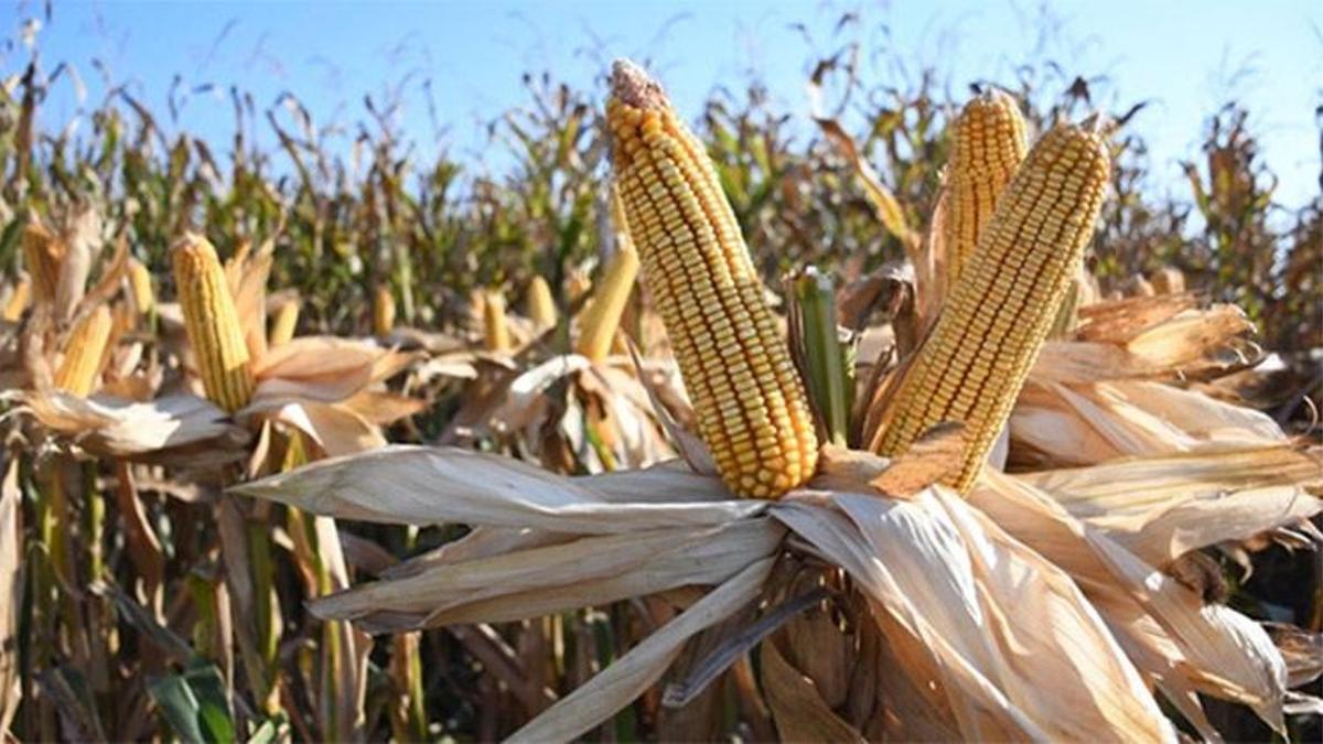 Adana'da "Kale Gibi Mısır Yayım Projesi" başladı