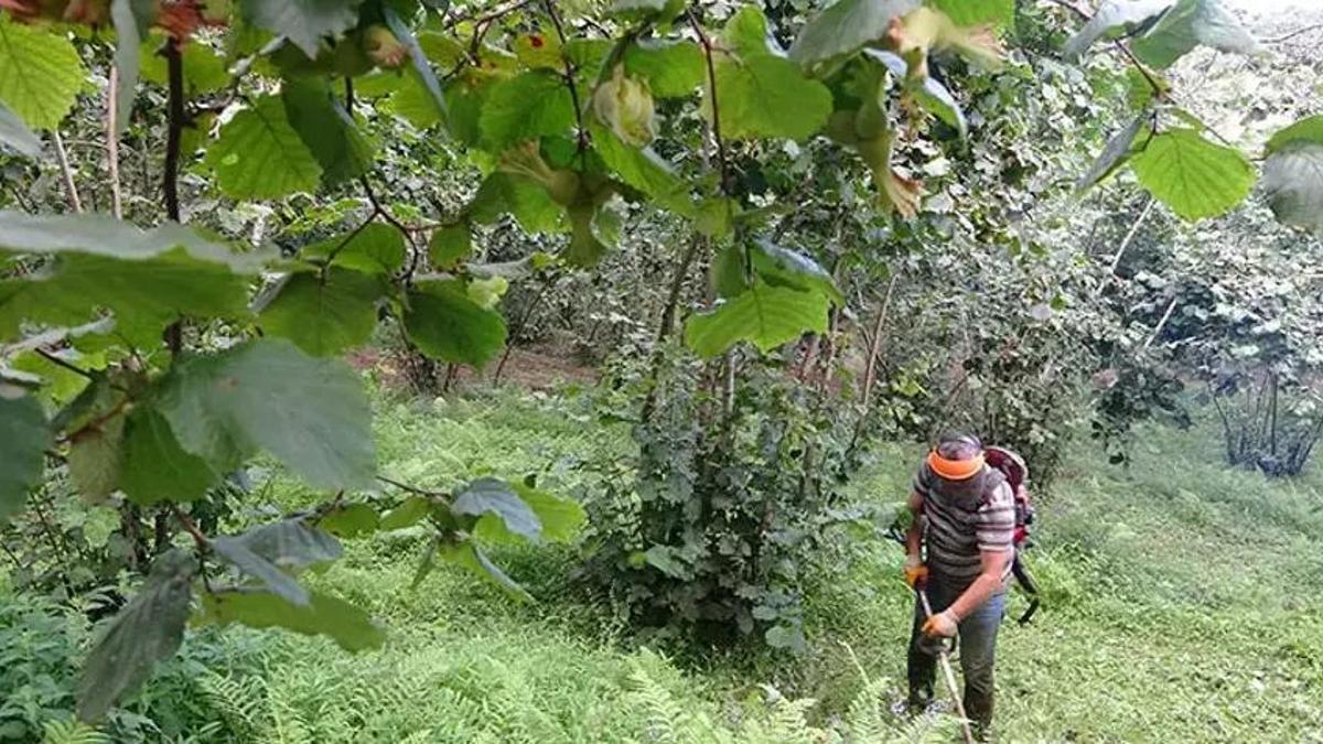 Rize fındık bahçeleri hasada hazırlanıyor: Temizlik mesaisi başladı