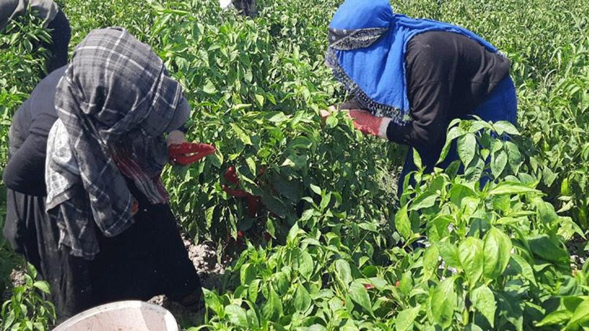 Adana'da damlar kırmızıya boyanmak için gün sayıyor!