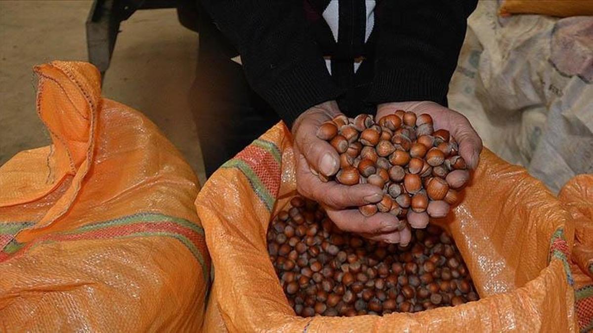 (Fındık alım fiyatları 2024) Fındık fiyatı 2024 açıklandı mı? Levant fındık fiyatı kaç TL, Giresun fındık alım fiyatı ne kadar? Fındık fiyatları belli oldu mu 2024?