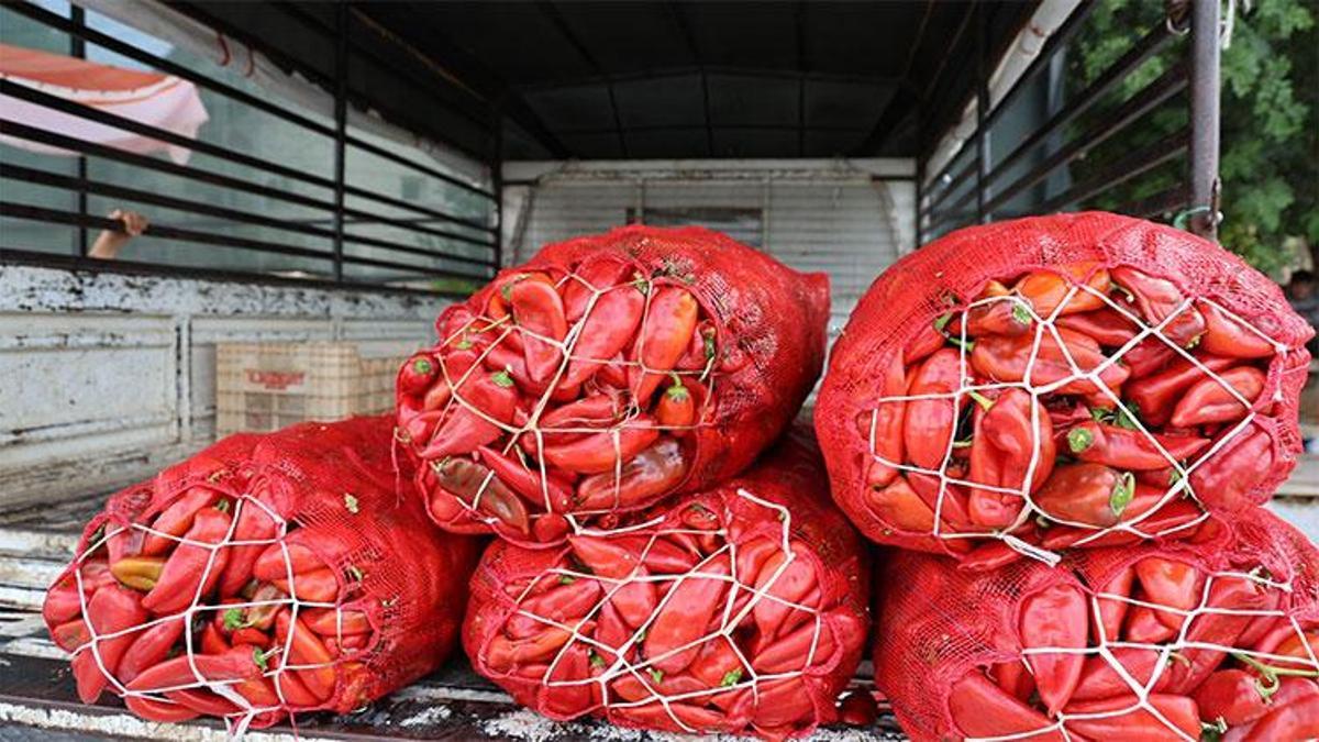 Geçen sene kilosu 24 liraydı, bu sene 17 liraya düştü