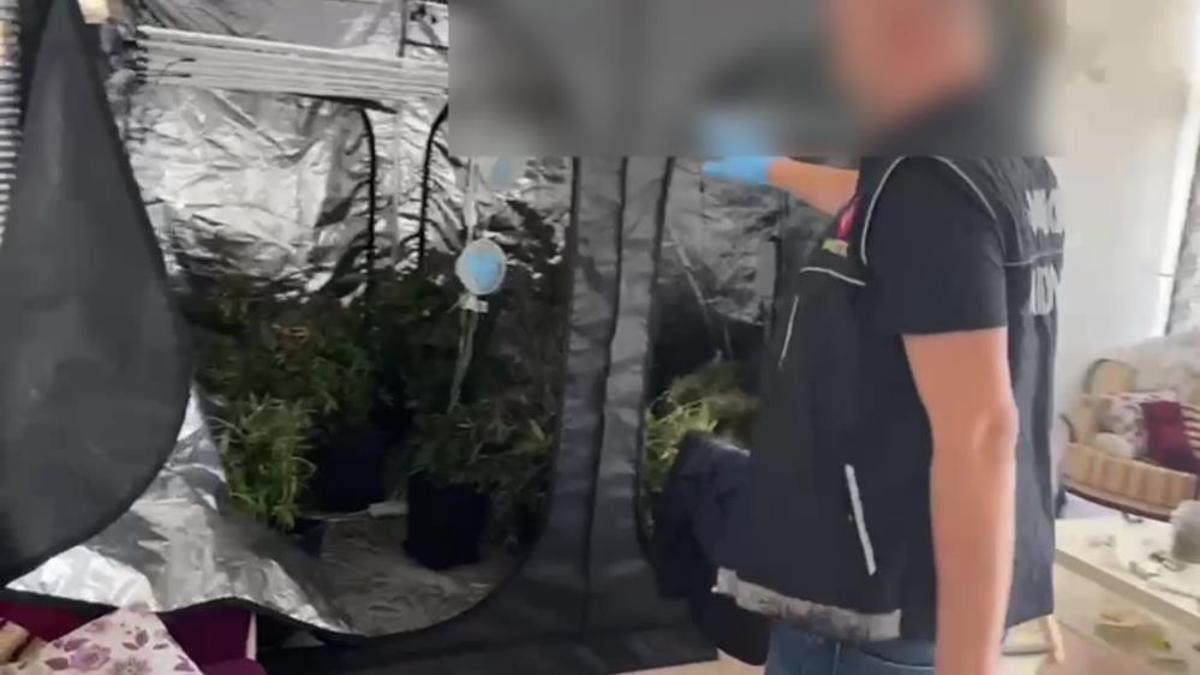 Evinde özel sera kurup Hint keneviri yetiştirdi, savunması pes dedirtti! 'Esrar piyasada çok pahalı'