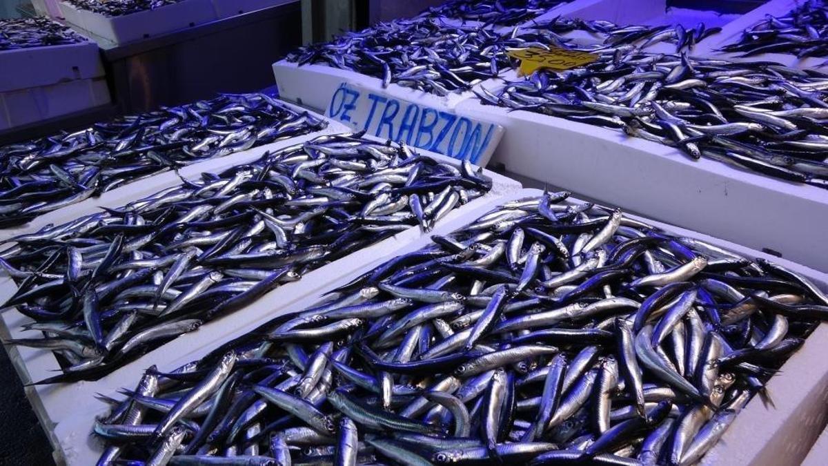 Karadeniz'de 400 bin tonluk av kotasına balıkçılardan tepki!