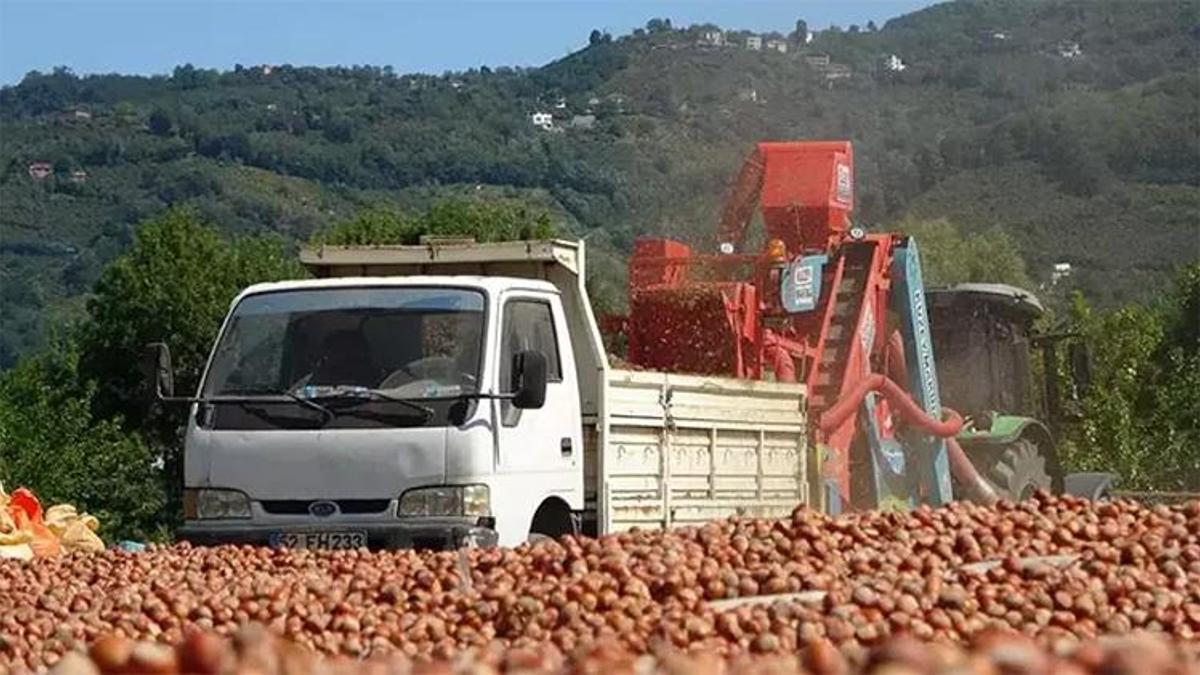 Ordu'da patozcuların fındık mesaisi: Saatte 3 bin 500 lira kazanıyorlar
