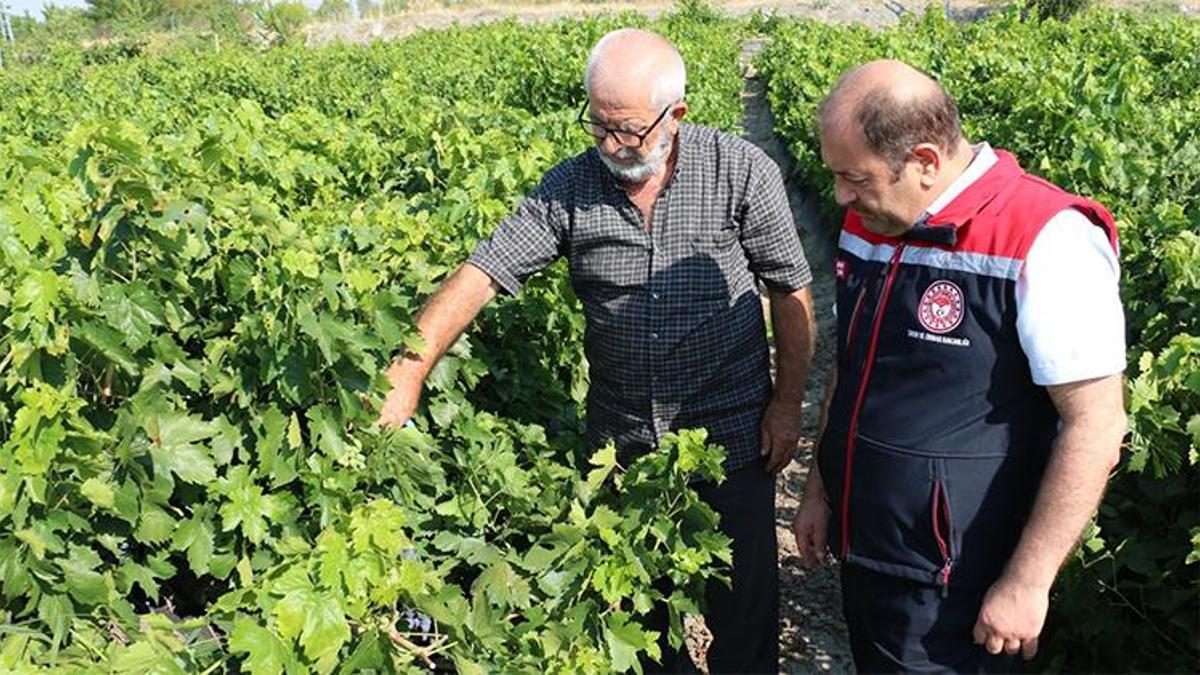 Erzincan'da çarşı ve pazarın en çok satılan ürünü! Hasat başladı