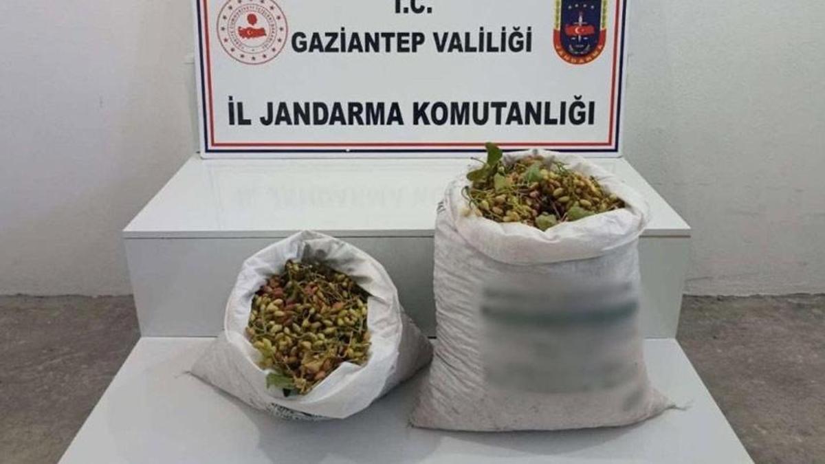 Gaziantep'te 515 kilo Antep fıstığı çalan 2 şüpheli suçüstü yakalandı! Yasal işlem başlatıldı