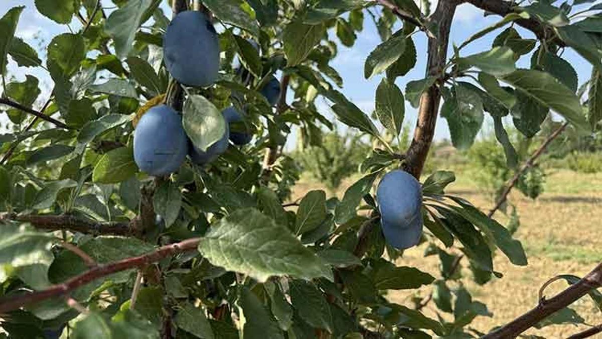 İklim değişikliği meyve ve sebzelerde tat ve koku değişikliğine neden oluyor