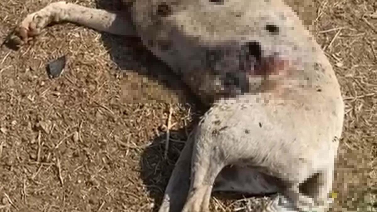 Çanakkale'de silahla vurulan 3 sokak köpeğinden 2'si öldü