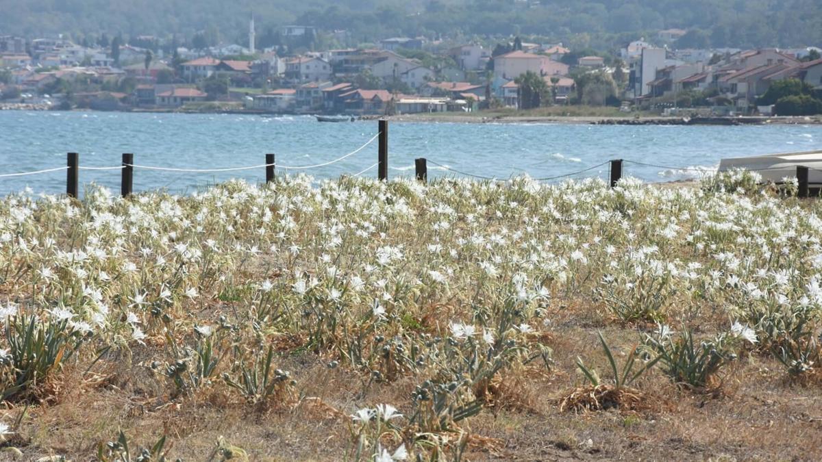 Urla'da kum zambakları, çitlerle çevrilerek koruma altına alındı