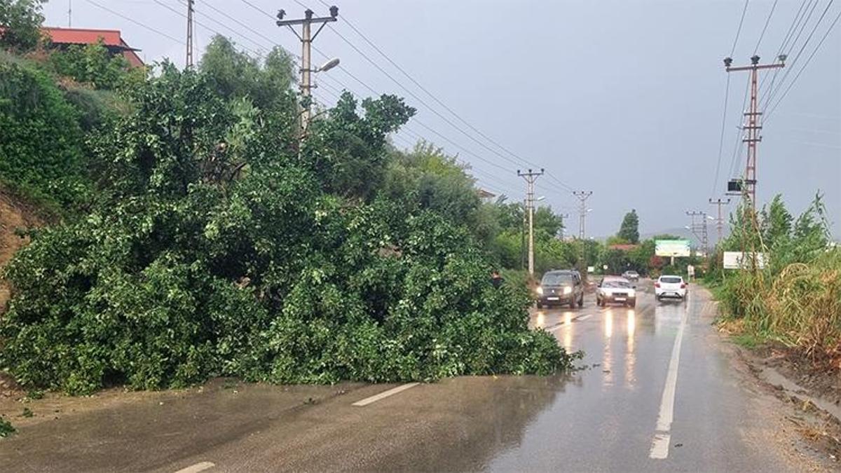 Adana Kozan'da fırtına ağaç devirdi