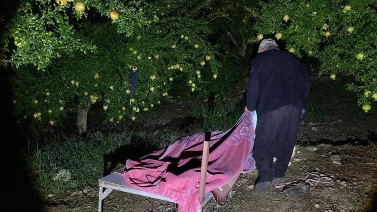 Adana'da tescilli narda çiftçilerin domuz nöbeti