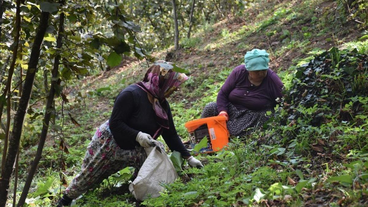 1200 lira günlük yevmiye! Çalıştıracak işçi bulunamıyor