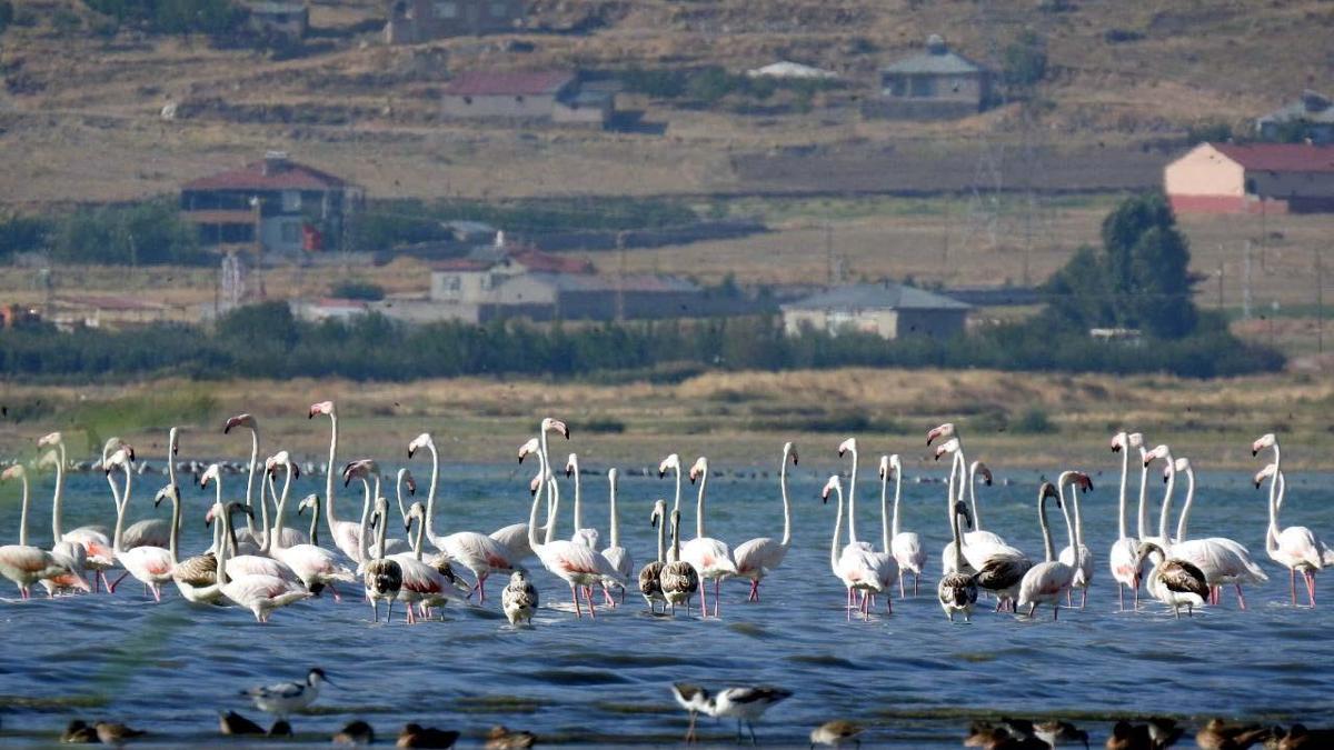 Flamingolara fotoğrafçılardan yoğun ilgi