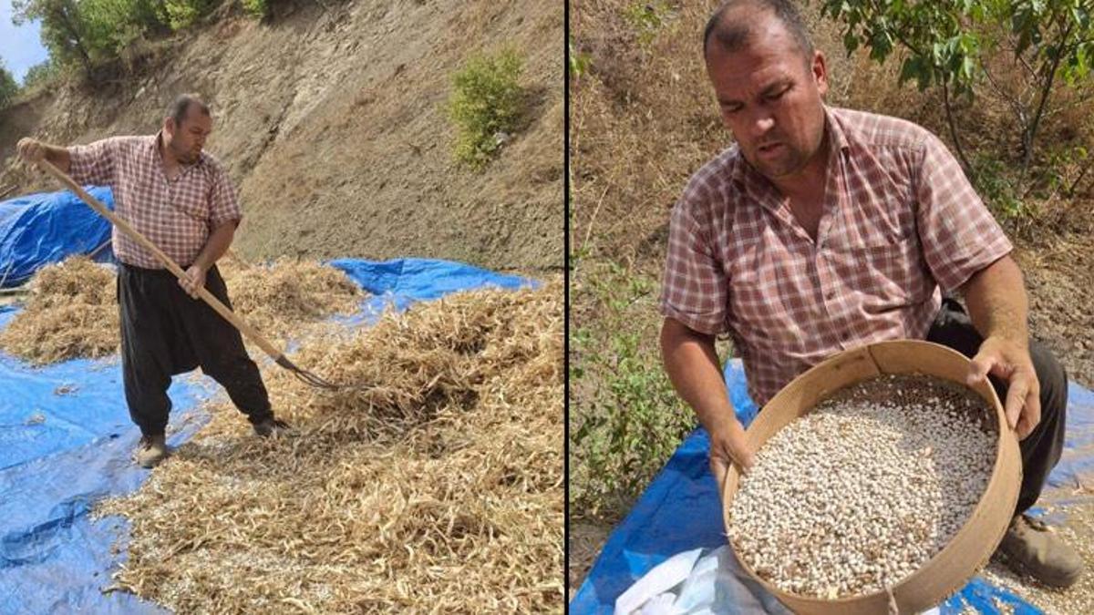Adana'da lezzeti tescilli Tufanbeyli fasulyesi ilçe sınırlarını aştı