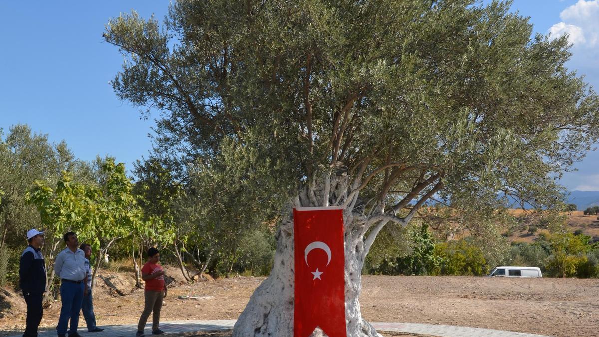 Mut'ta Zeytin ve Zeytinyağı Festivali düzenleniyor