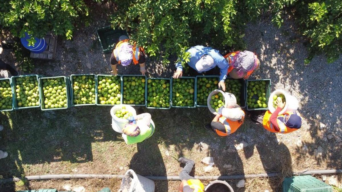 Bakan Bolat duyurdu: Limon ihracatında kısıtı kaldırıldı