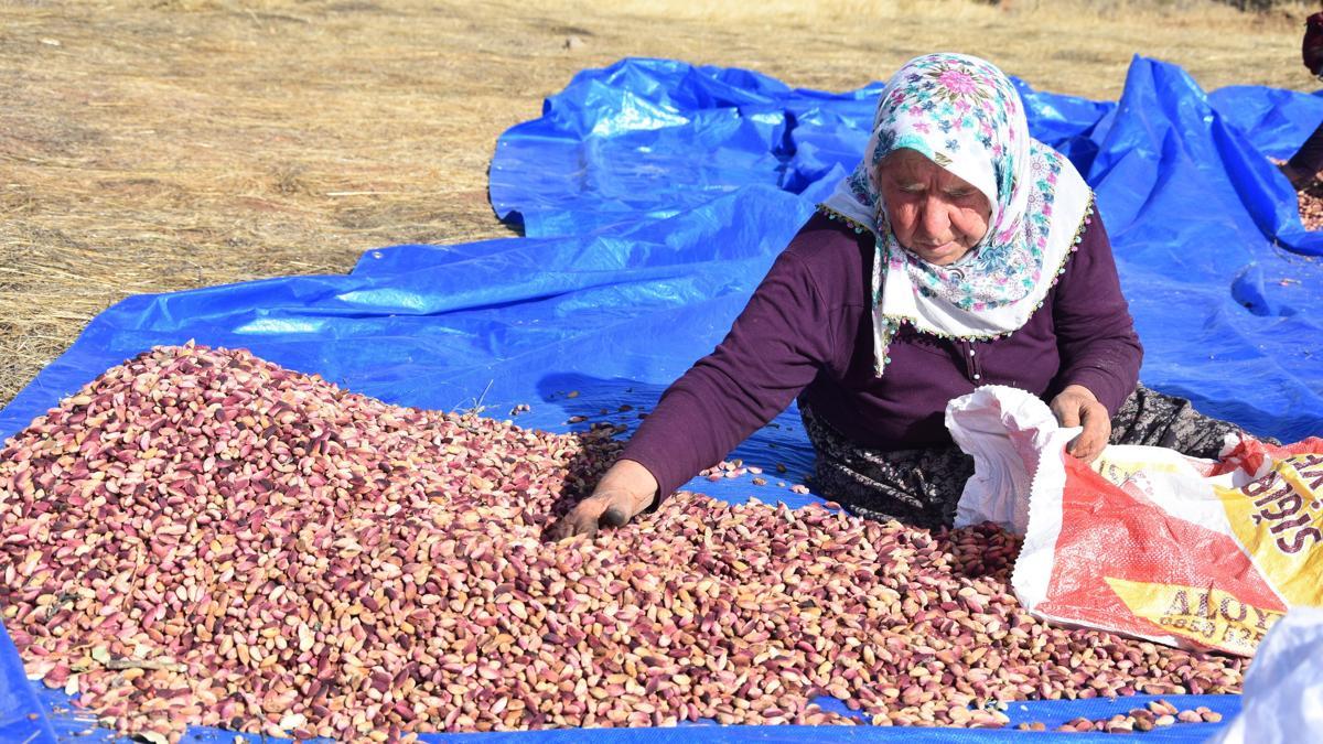 Sivas'tan 'fıstığın başkenti' Gaziantep'e fıstık gönderiyorlar