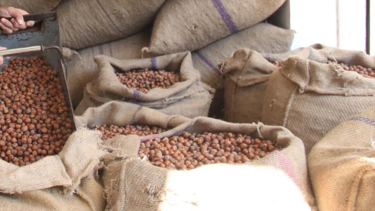 Türkiye'den fındık sezonunun ilk iki ayında 519,8 milyon dolarlık fındık ihracatı