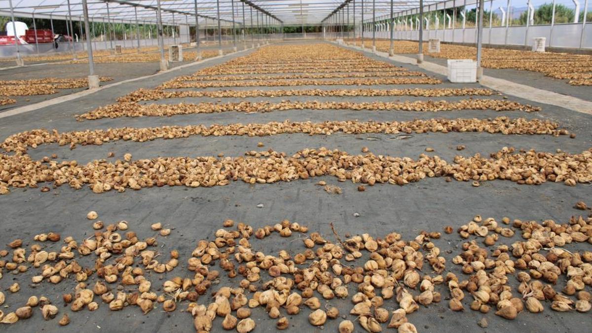 Kuru incir ihracatı 292 milyon dolara yükseldi! Türkiye ekonomisine büyük katkı