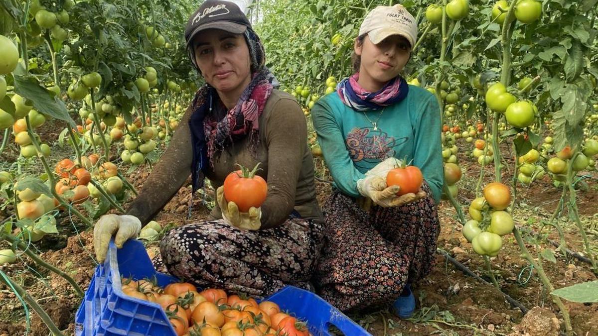 Antalya'da sera domatesinin ilk hasadı yapıldı