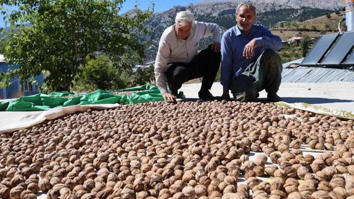 Adana'da Saimbeyli Çeralan cevizi tescil yolunda