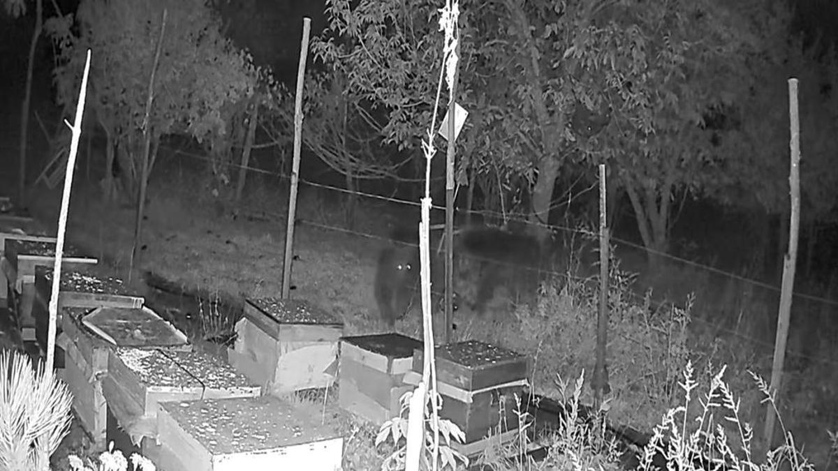 Bolu'da elektrikli tellere takılan ayılar kovanlara ulaşamadı