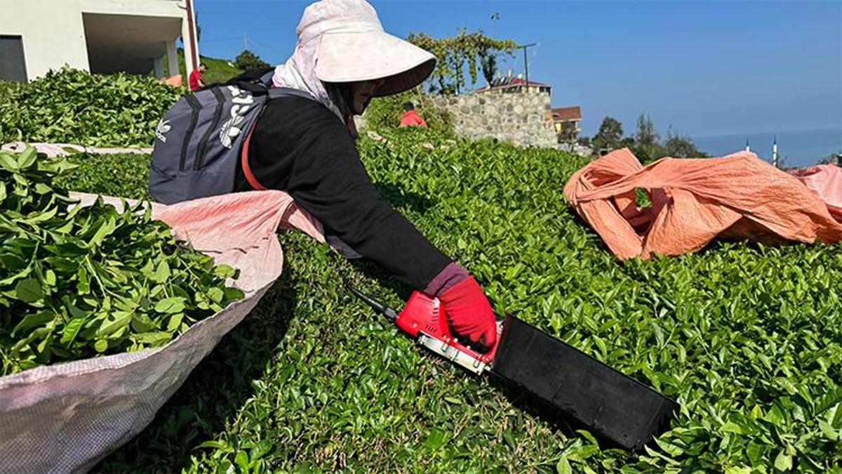Rize'de çayda 4. sürgün geldi, üreticinin yüzü güldü