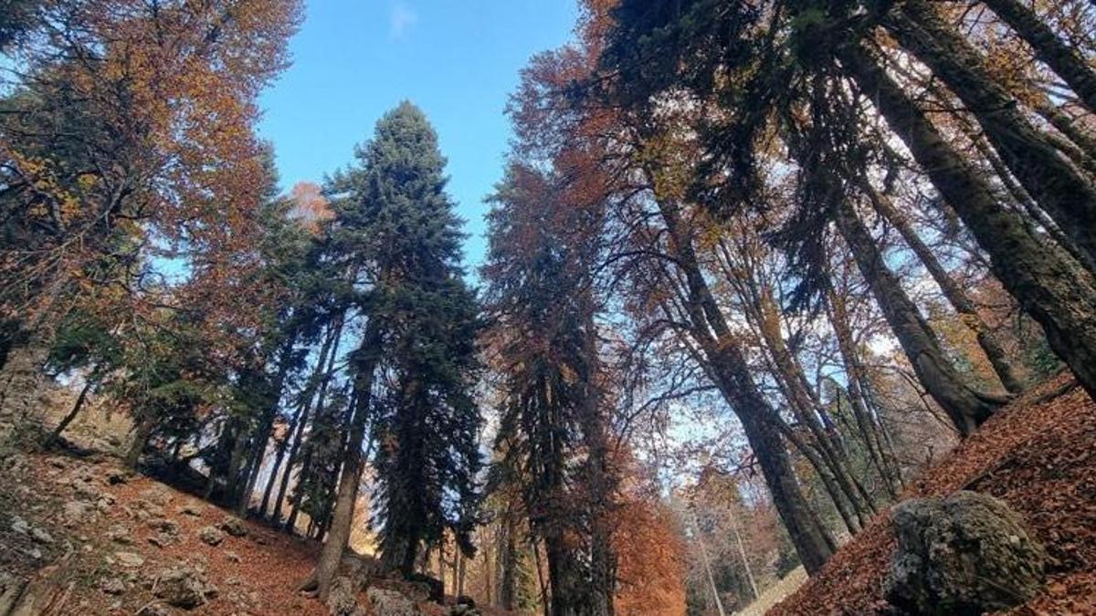 Erzincan’da ormanlık alanlarda renk cümbüşü başladı! Harika manzara