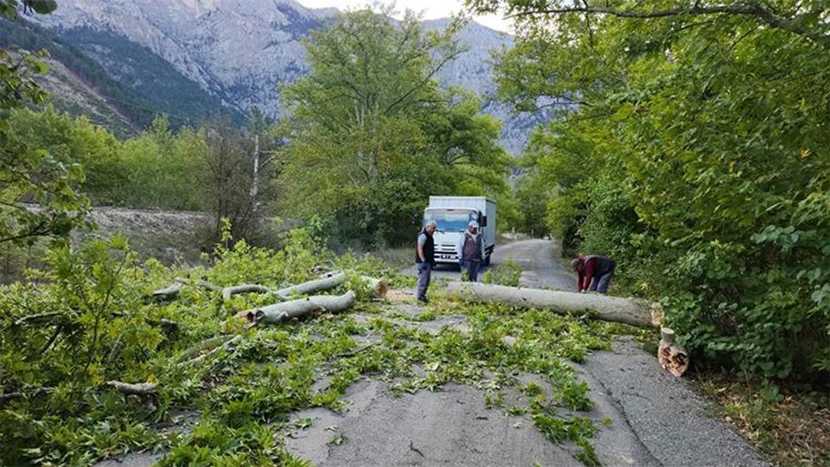 Adana'da aşırı rüzgar ağaçları devirdi: Yol ulaşıma kapandı
