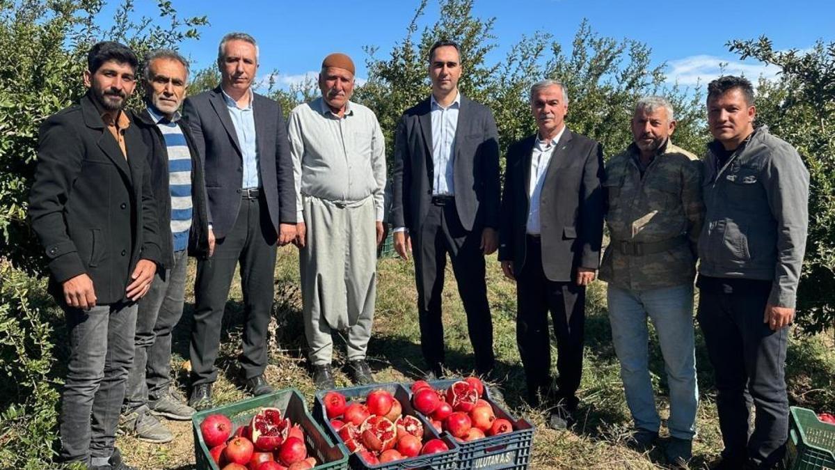 Adıyaman'da nar hasadı başladı! 15 bin ton rekolte bekleniyor