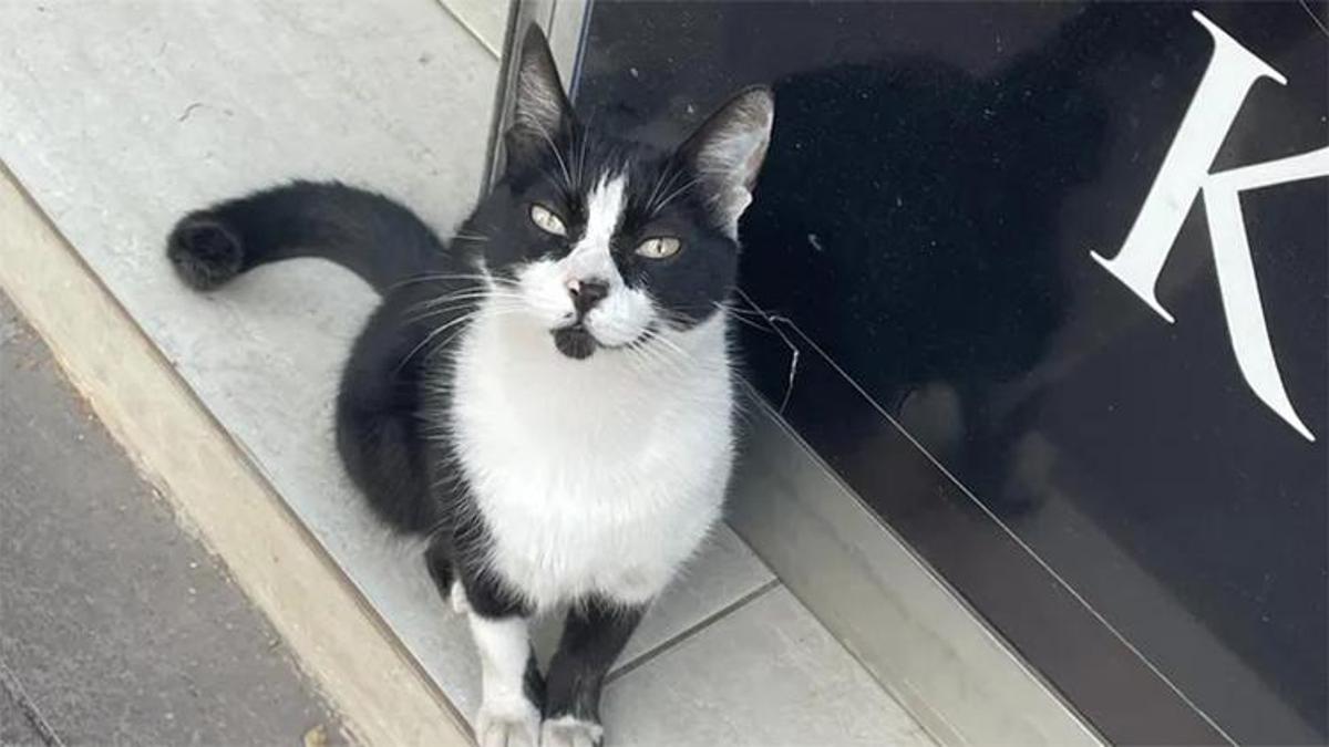 Adana'da kedi otobüs durağına sığındı, yolcuların maskotu oldu