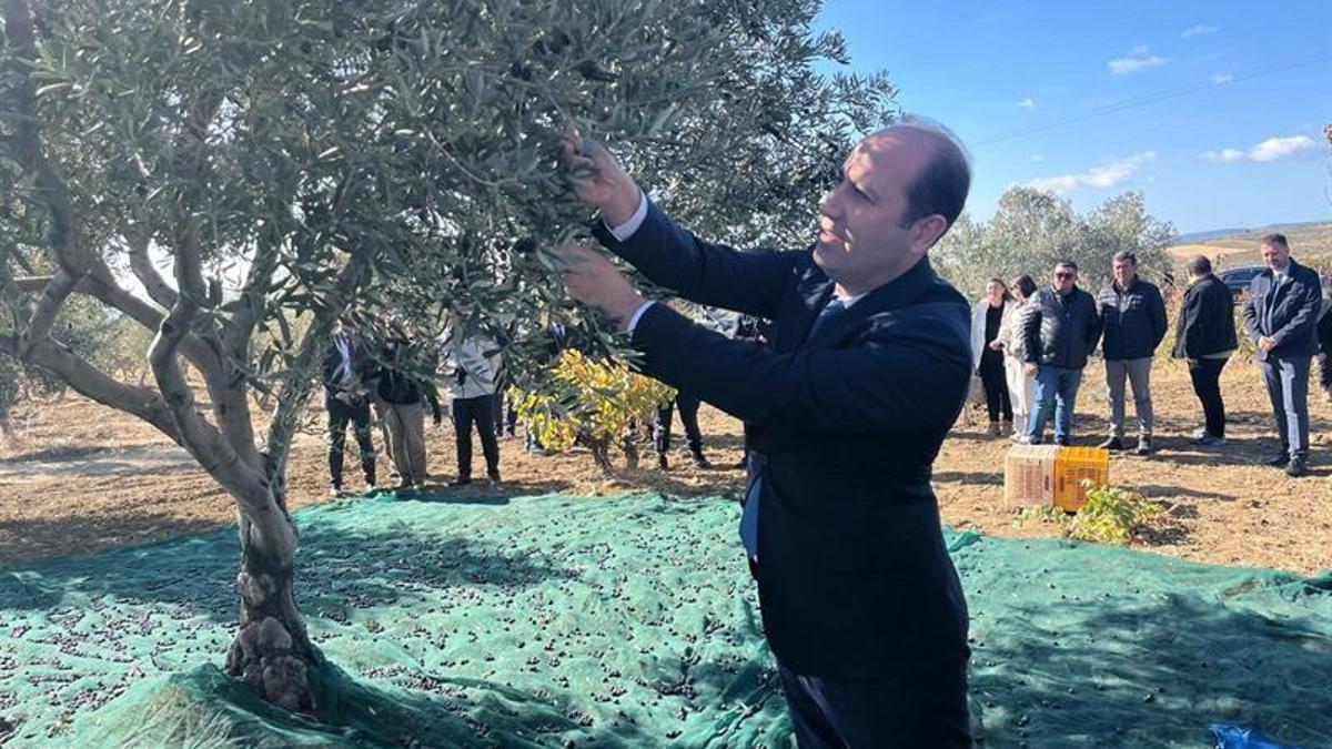 Tekirdağ'da zeytin hasadı başladı!