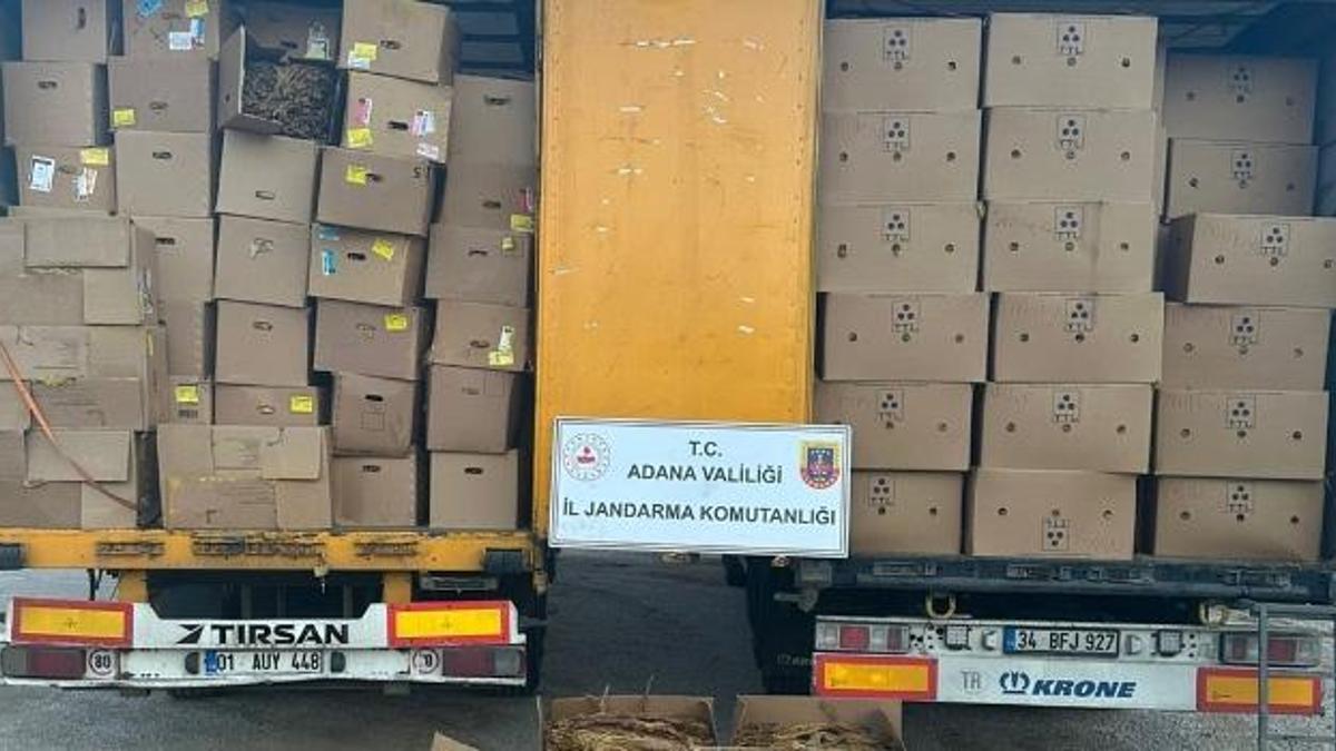Adana'da iki tırda 23 ton kaçak tütün ele geçirildi