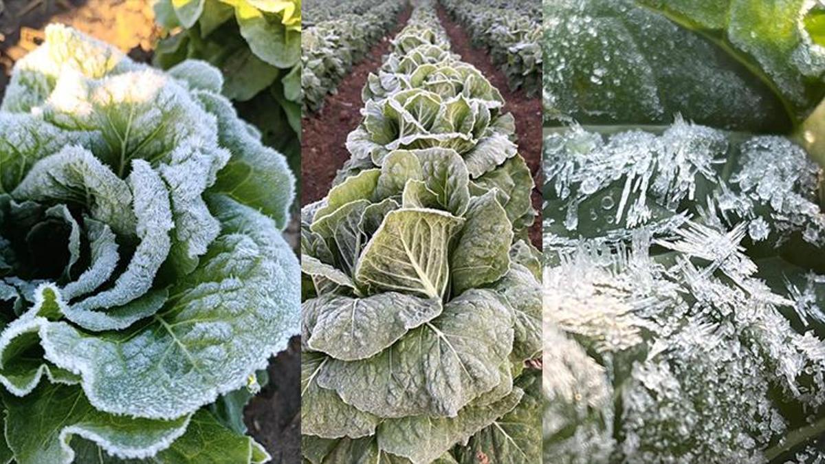 Adana'da don tarım ürünlerine zarar verdi