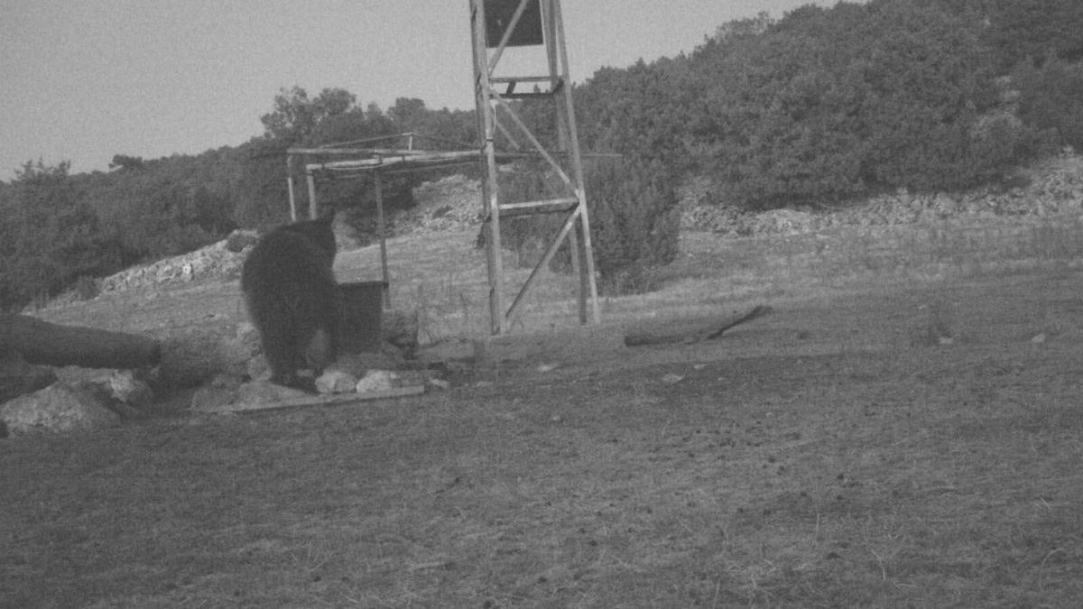 Manisa'da fotokapanla ilk kez 'boz ayı' görüntülendi