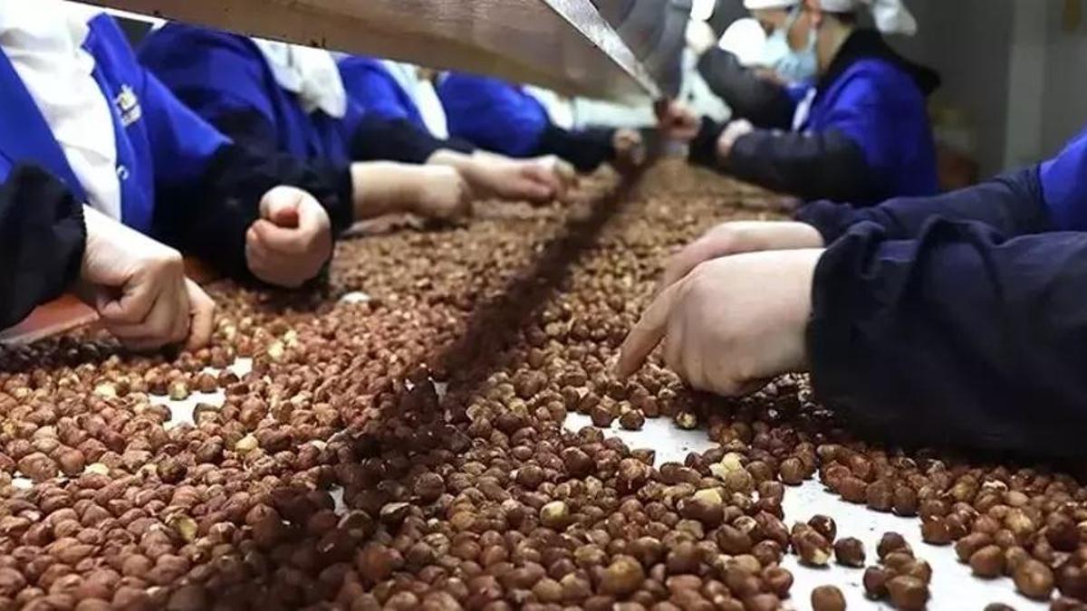 11 ayda fındık ihracatından 2,3 milyar doların üzerinde gelir elde edildi