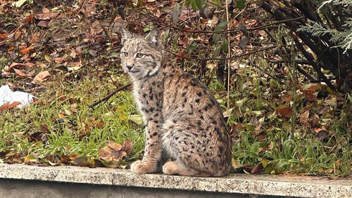 Tokat'ta üniversite kampüsünde vaşak görüntülendi!