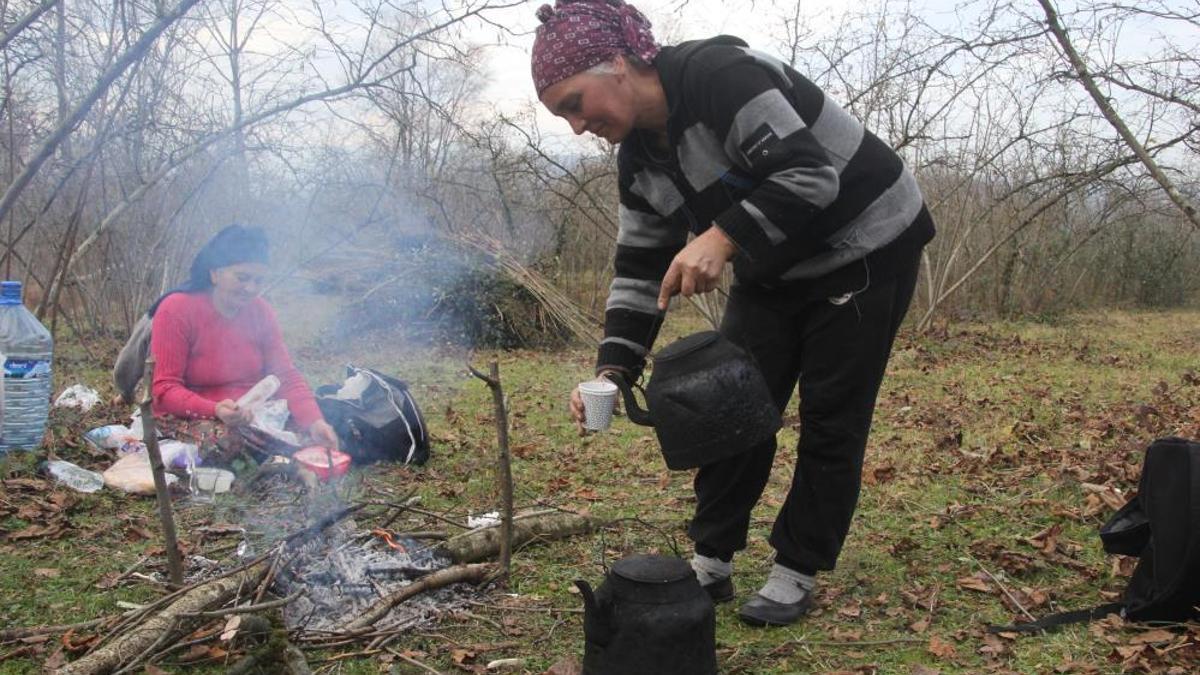 Ordu'da kış dönemi fındık bakımı başladı! Bahçeler hasat vaktine hazırlanıyor