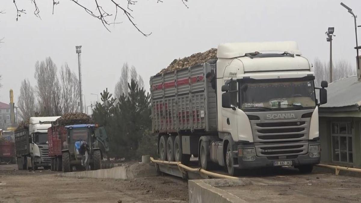 Muş'ta rekor şeker pancarı üretimi! Kentin ekonomisine 2 milyar 500 milyon TL katkı sağlayacak