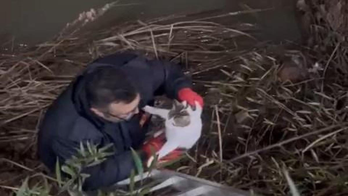 Zonguldak'ta 1 ayda 3'üncü kez çaya düşen kediyi iffaiye kurtardı