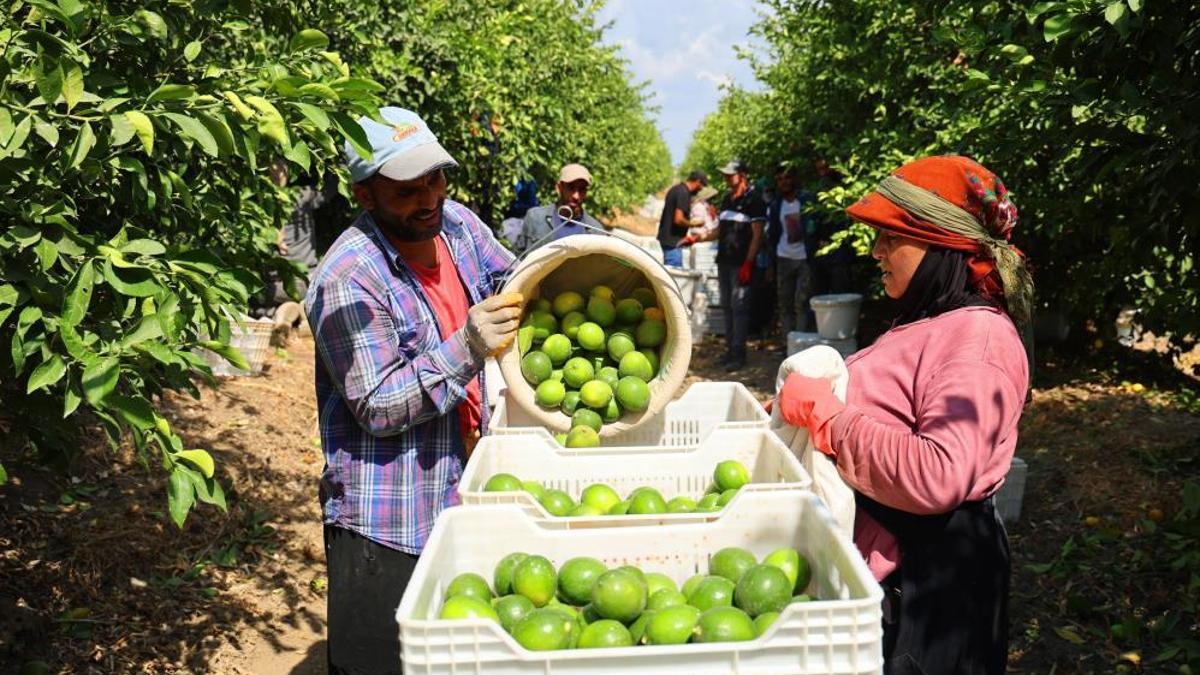 Adana'da Suriyeliler dönmeye başladı, Adana çiftçisi tedirgin oldu: "Ucuz işçi ithal etmeliyiz"