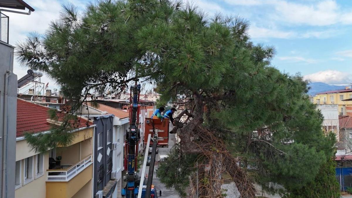 Nazilli'de tehlike saçan çam ağacı kesildi