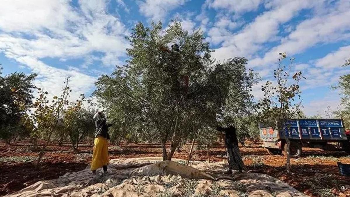 Zeytin ve Antep fıstığı 2024'te üreticisini sevindirdi!
