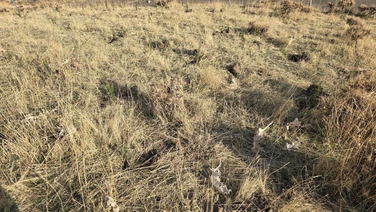 Batman'da bal ormanı için harekete geçildi! 2 bin adet fidan dikildi