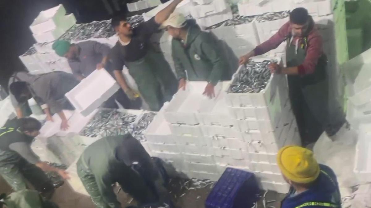 Çanakkale'de gırgır teknesiyle  tek seferde 17 ton sardalya avladılar
