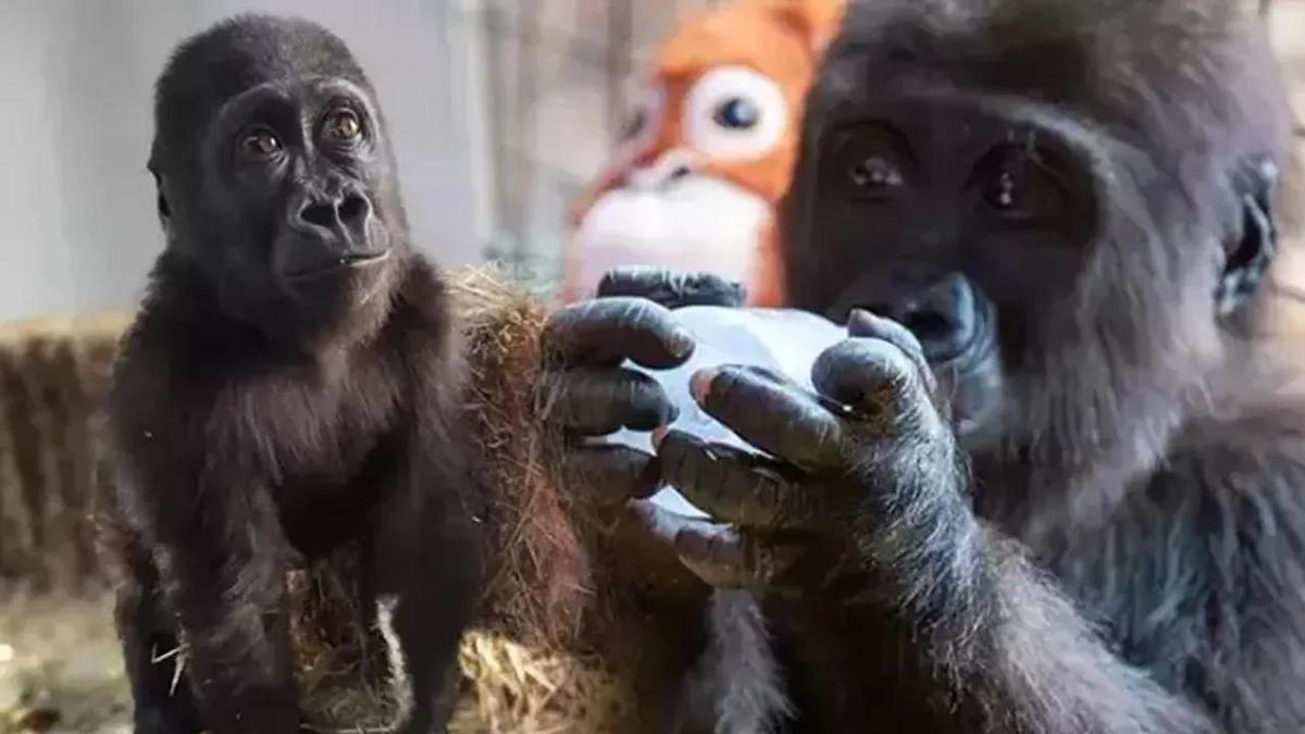 İstanbul Havalimanı'nda bulunan yavru gorilin ismi 'Zeytin' oldu