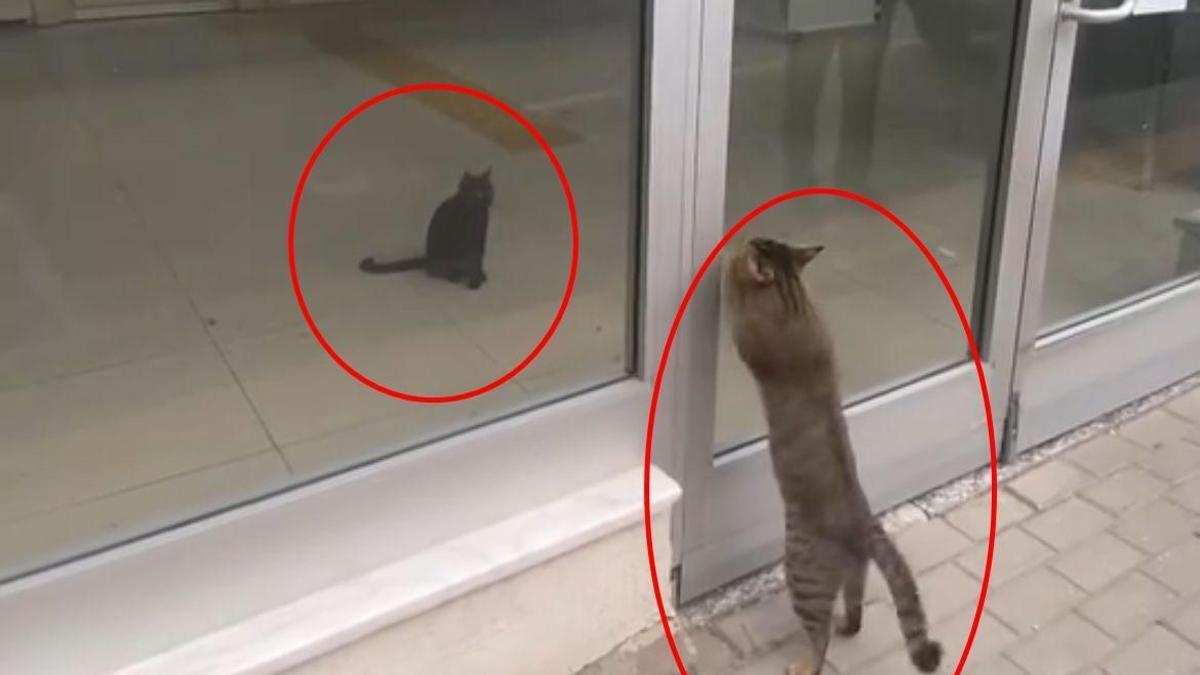 Kedi, postanede mahsur kalan yavru kediyi görüp kapıyı tırmaladı; o anlar kamerada