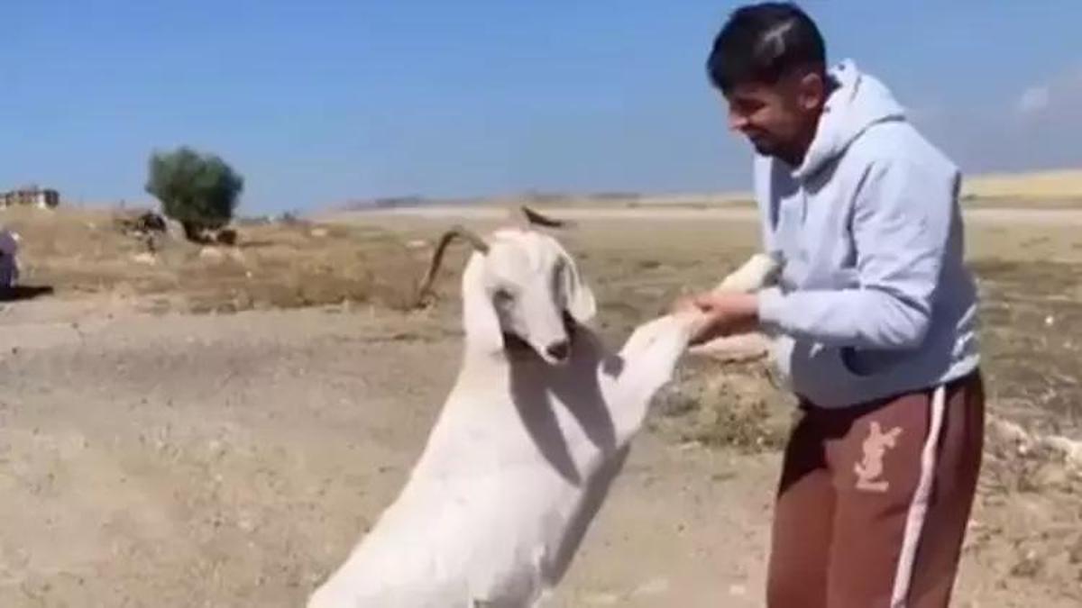 Barınaktan çalınan hamile keçiler kasapta kesilmiş halde bulundu