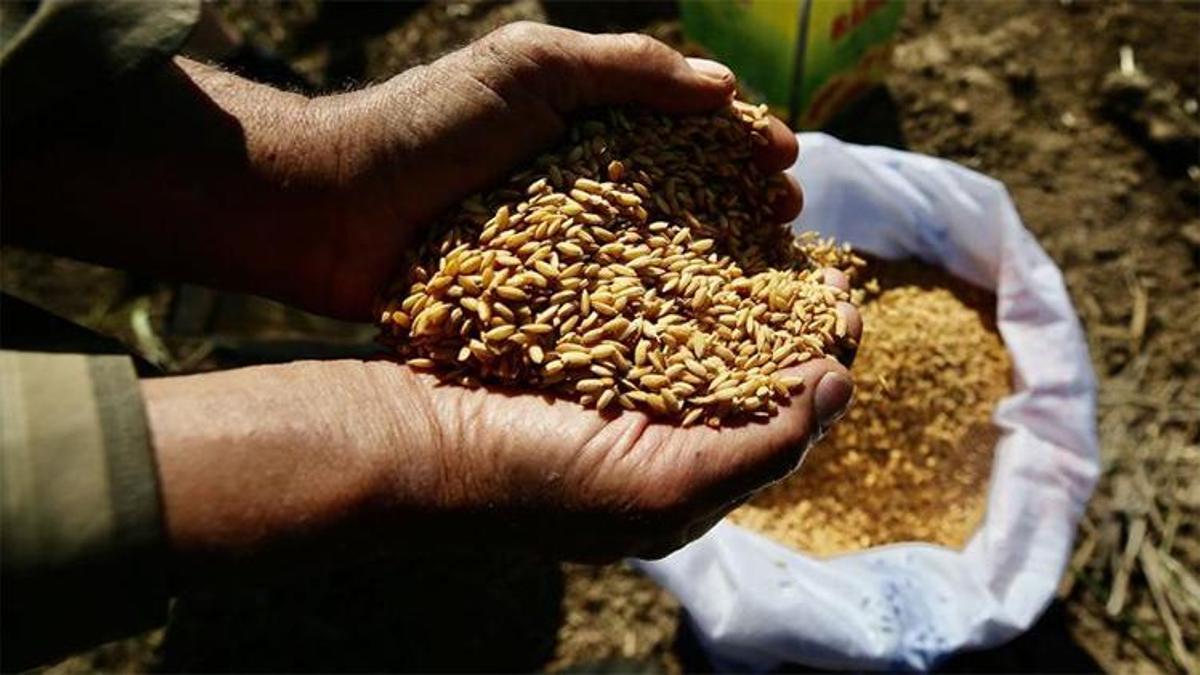 Ata tohumları Tarım Kredi marketlerinde satılacak