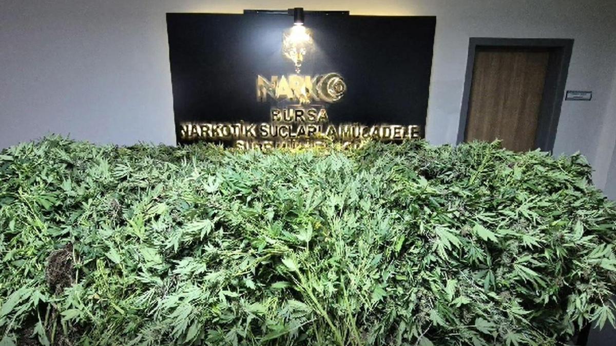 3 katlı binada kenevir yetiştirip uyuşturucu imal eden 5 kişiye gözaltı